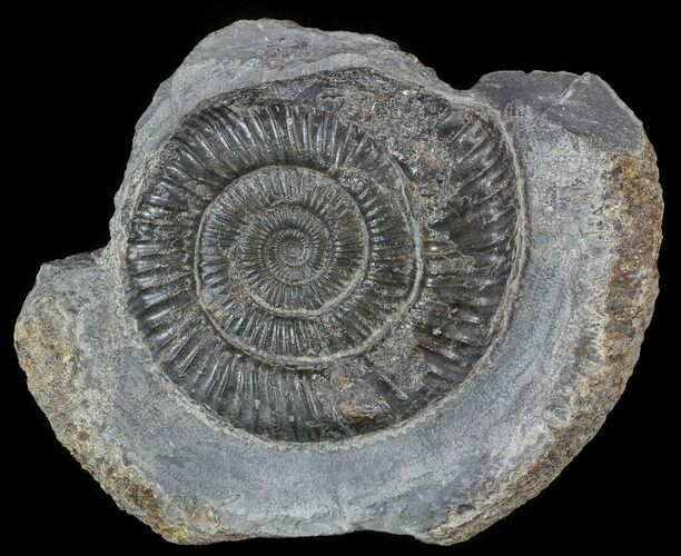 Dactylioceras Ammonite Fossil - England #52639